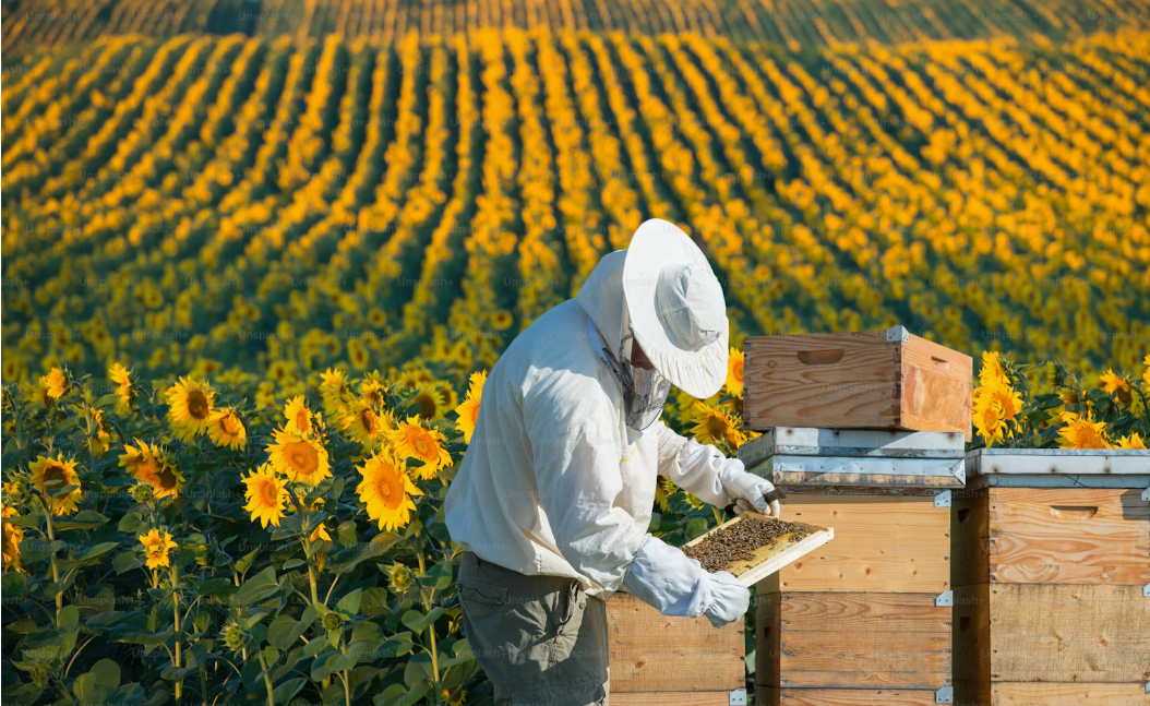 The Gold Standard: Why Ligurian Beeswax is the Ultimate Lip Balm Ingredient